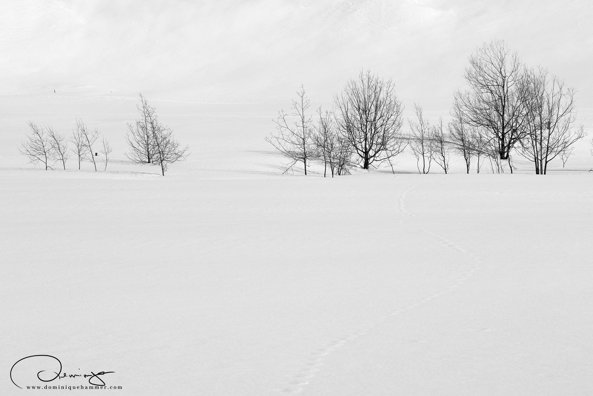 Eine schwarz weiss Aufnahme der verschneiten B&auml;ume in Sportgastein von Fotograf Dominique Hammer