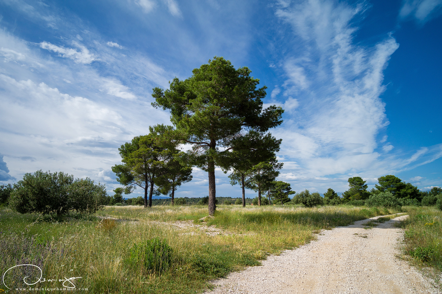 Drei B&auml;ume stehen in Formation in Brac, Kroatien von Fotograf Dominique Hammer