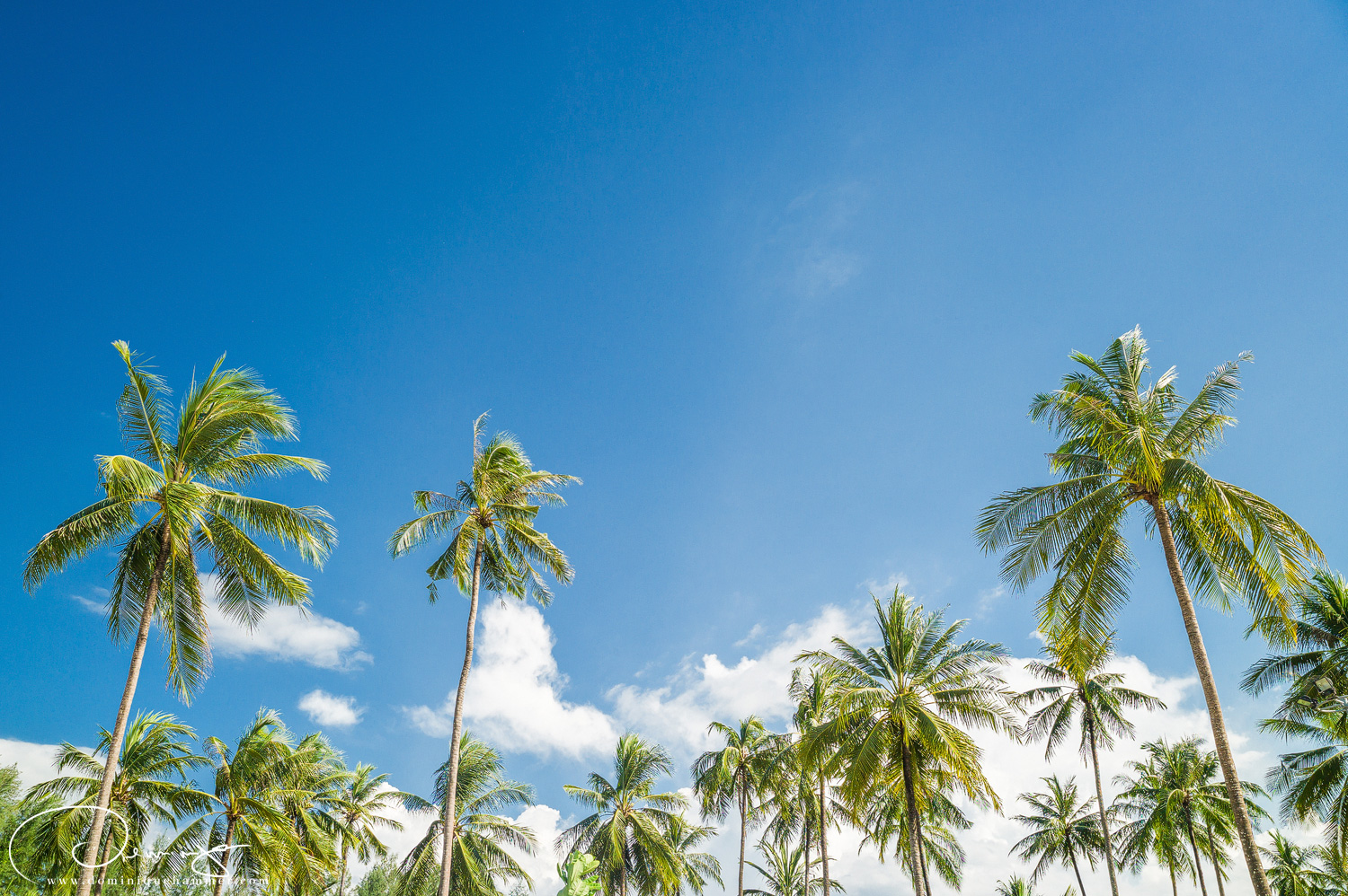 Palmen am Strand von Khao Lak von Fotograf Dominique Hammer