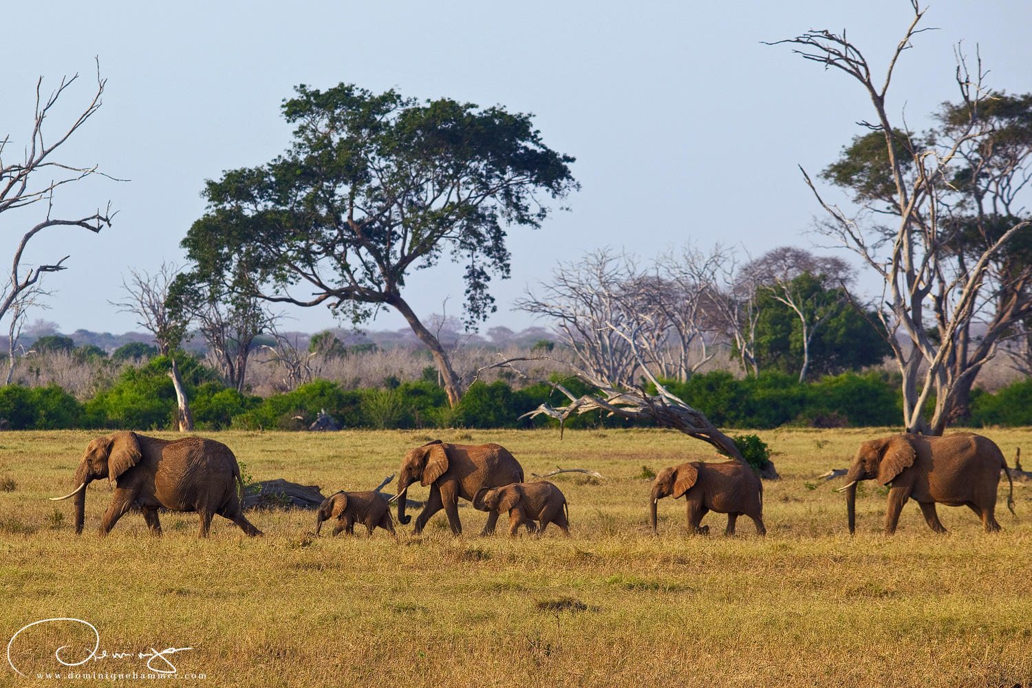 Eine Elefantenherde im Nationalpark Tsavo East in Kenia von Fotograf Dominique Hammer