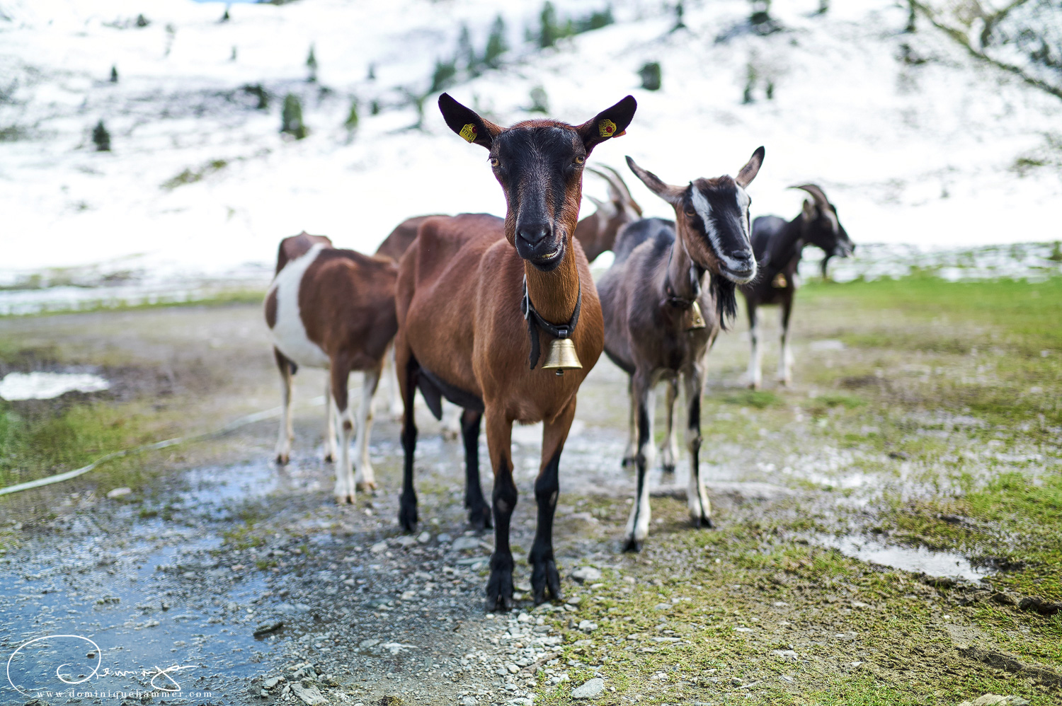 Blick auf eine Herde Ziegen in Sportgastein von Fotograf Dominique Hammer