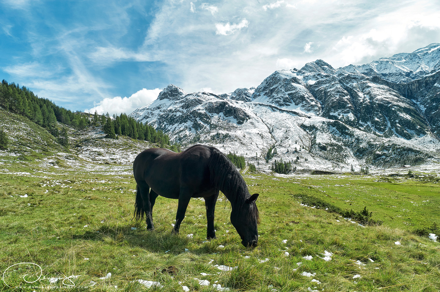 Blick auf ein Pferd vor der verschneiten Bergkette in Sportgastein von Fotograf Dominique Hammer