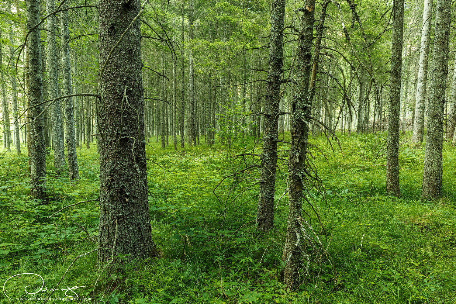 Blick auf B&auml;ume in einem Waldst&uuml;ck von Fotograf Dominique Hammer