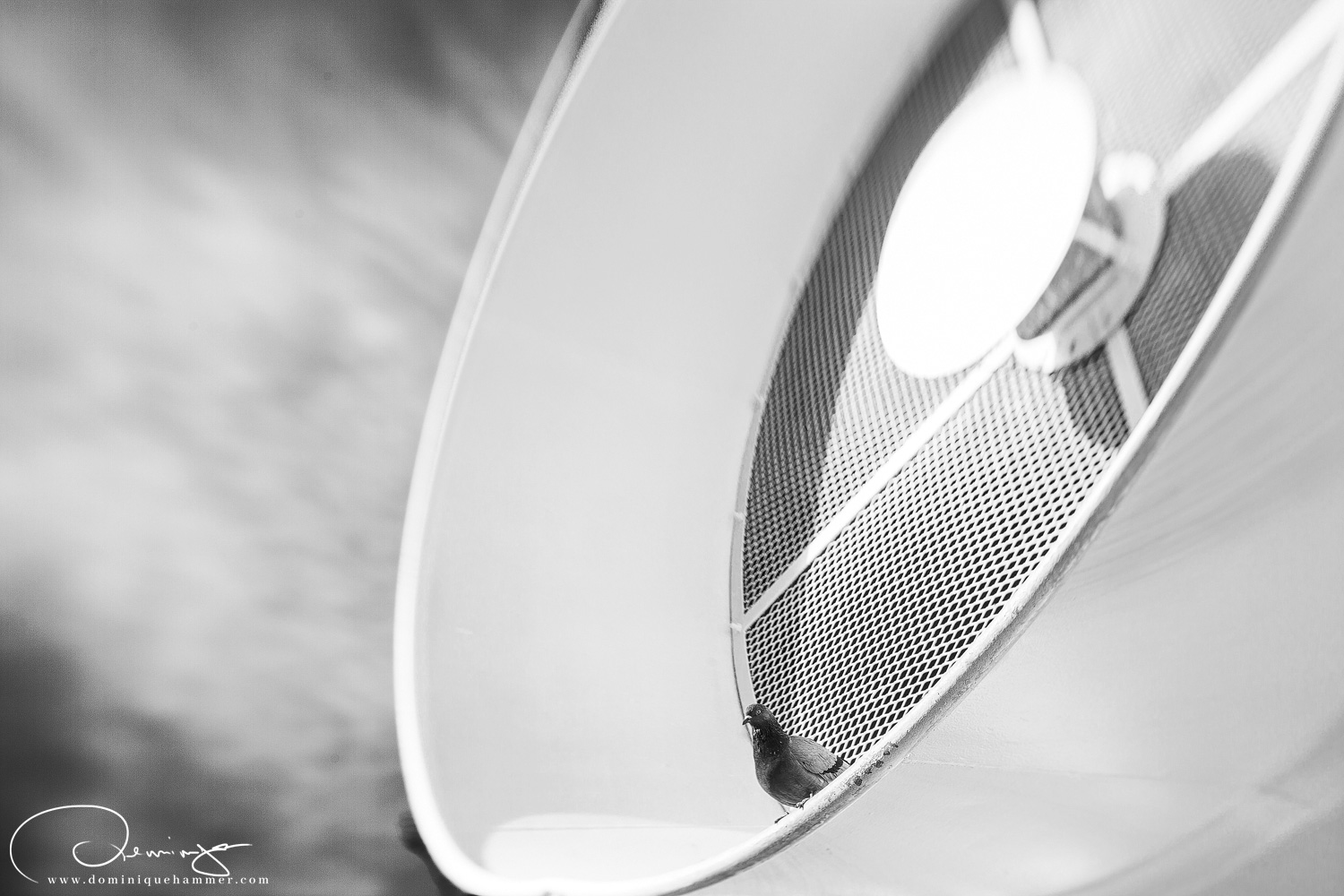 Eine Taube auf einem Luftauslasser in Paris, von Fotograf Dominique Hammer